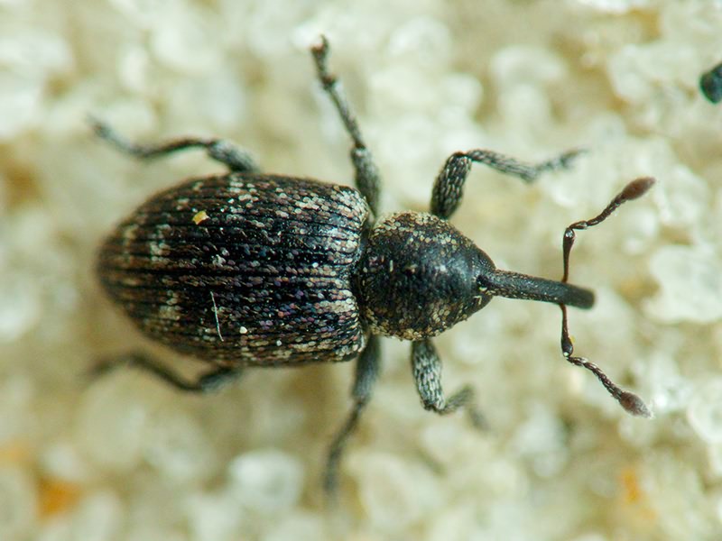 Smicronyx